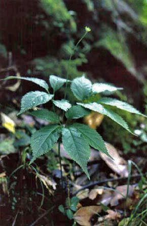 Zhujieshen